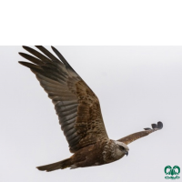 گونه سنقر تالابی Western Marsh Harrier